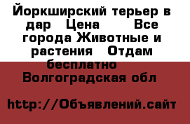 Йоркширский терьер в дар › Цена ­ 1 - Все города Животные и растения » Отдам бесплатно   . Волгоградская обл.